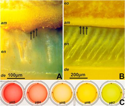 Highly acidic pH facilitates enamel protein self-assembly, apatite crystal growth and enamel protein interactions in the early enamel matrix